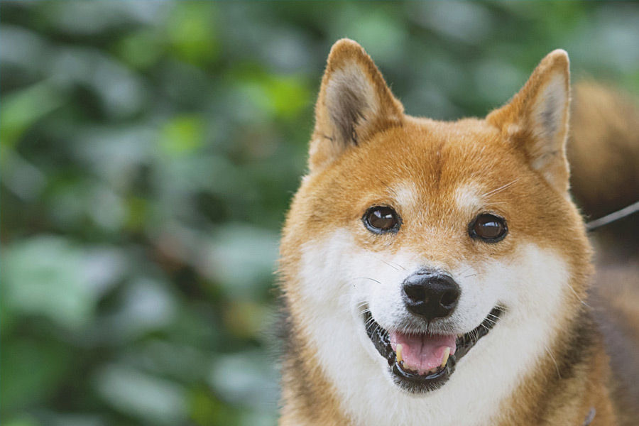 ペットを連れていく場合は、渡航先の輸入・検疫条件を早めに確認する